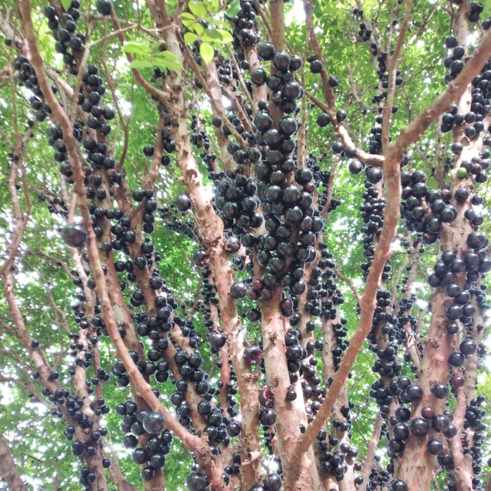Live Jaboticaba Plant in 3 Gallon Pot, Jaboticaba Sabara Tree Live Plant, 2 to 3 Feet Height, Ready for Garden and Patio, No Ship to CA