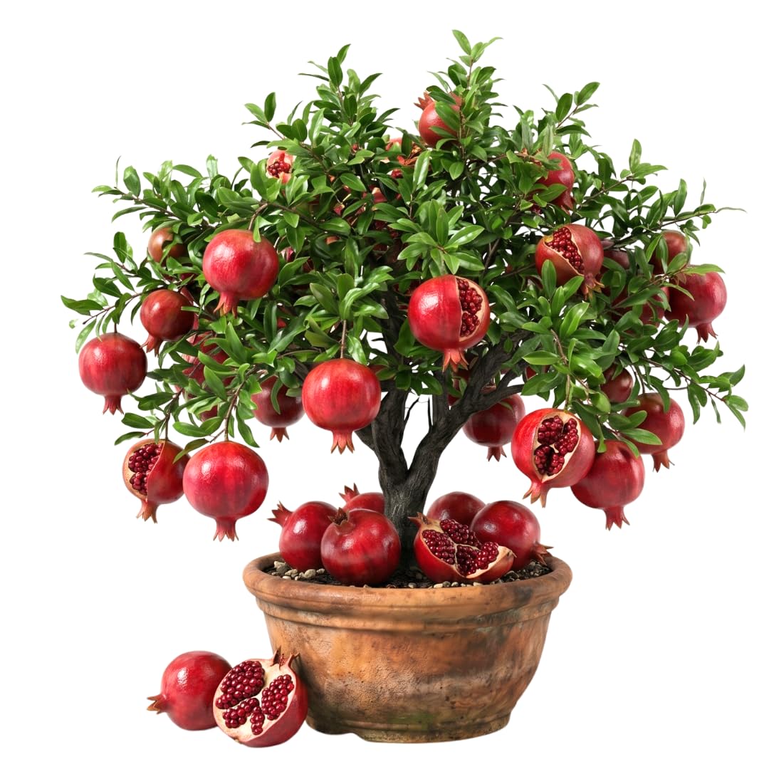 Live Pomegranate Tree, Sweet Fruit Tree, Cold Hardy, 2–3 Feet Tall in 3 Gallon Pot, Ready for Outdoor Growing, No Ship to CA