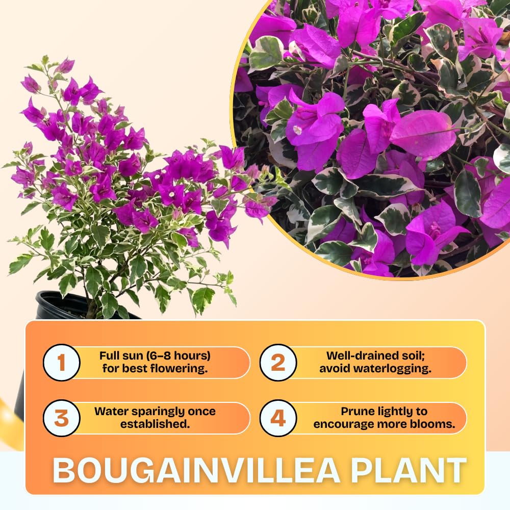 Set of 2 Bougainvillea Plants, Tropical Flowering Bougainvillea, Colorful Perennial Blooms, 5-8 Inches Tall for Indoor or Outdoor Planting (Variegated Purple Bougainvillea)