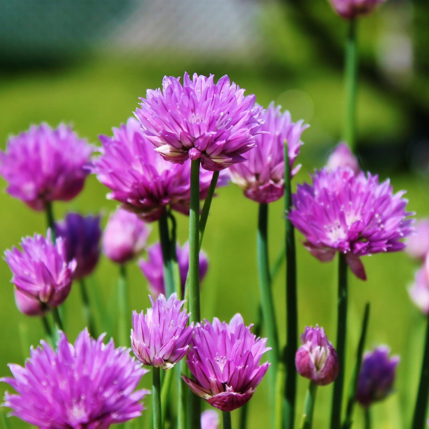 Pack of 3 Chives Plants Live, Hardy Heirloom Leeks Chives Herb, 4-8” Tall