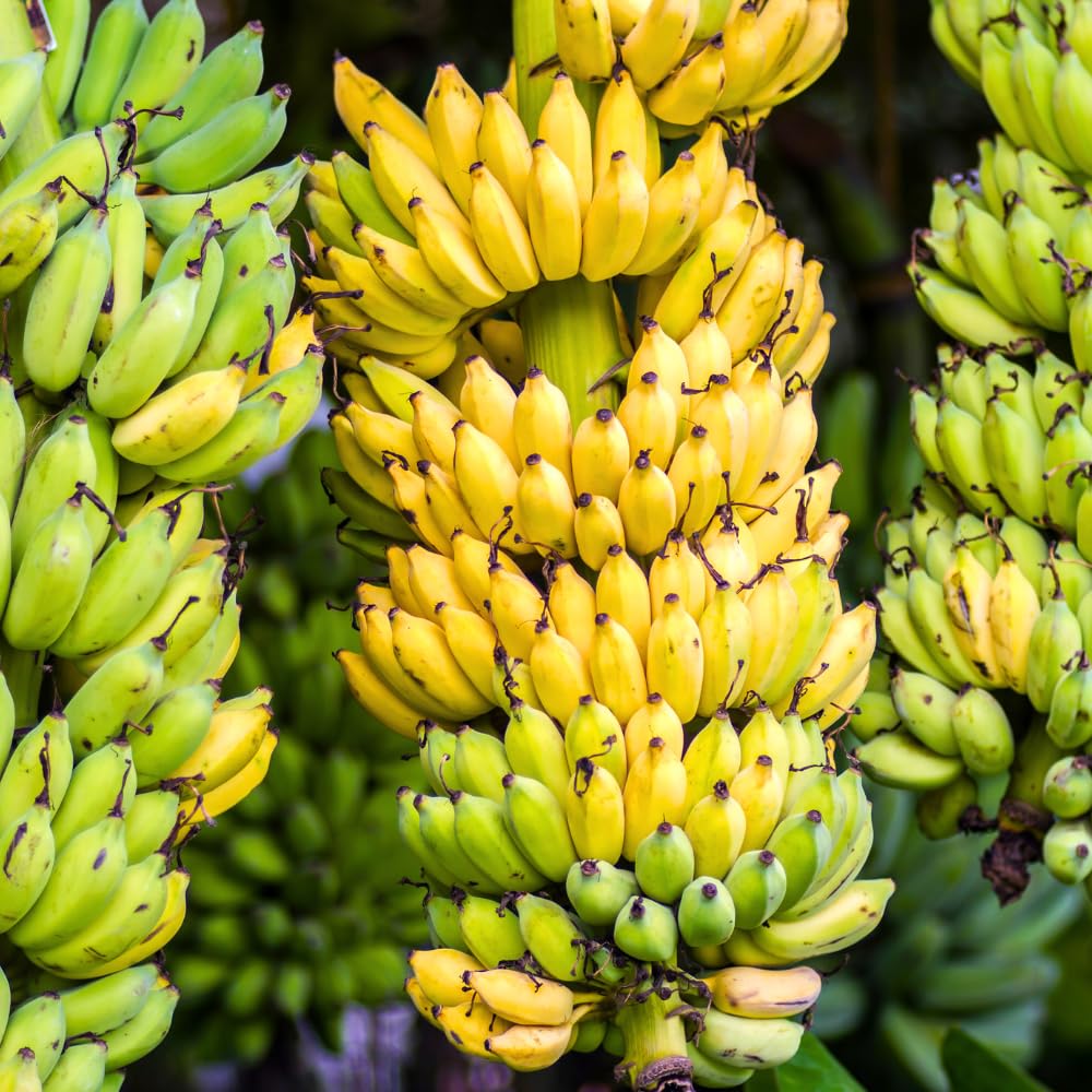 2 Namwah Banana Plants Live, Banana Fruit Tree Starter, Indoor Outdoor Planting, 4-6 Inches Tall
