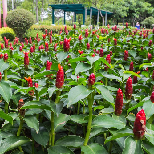 2 Awapuhi Shampoo Ginger Plants 4-6 Inch, Live Zingiber Zerumbet Pinecone Ginger Starter, Fast Growing, Easy Care