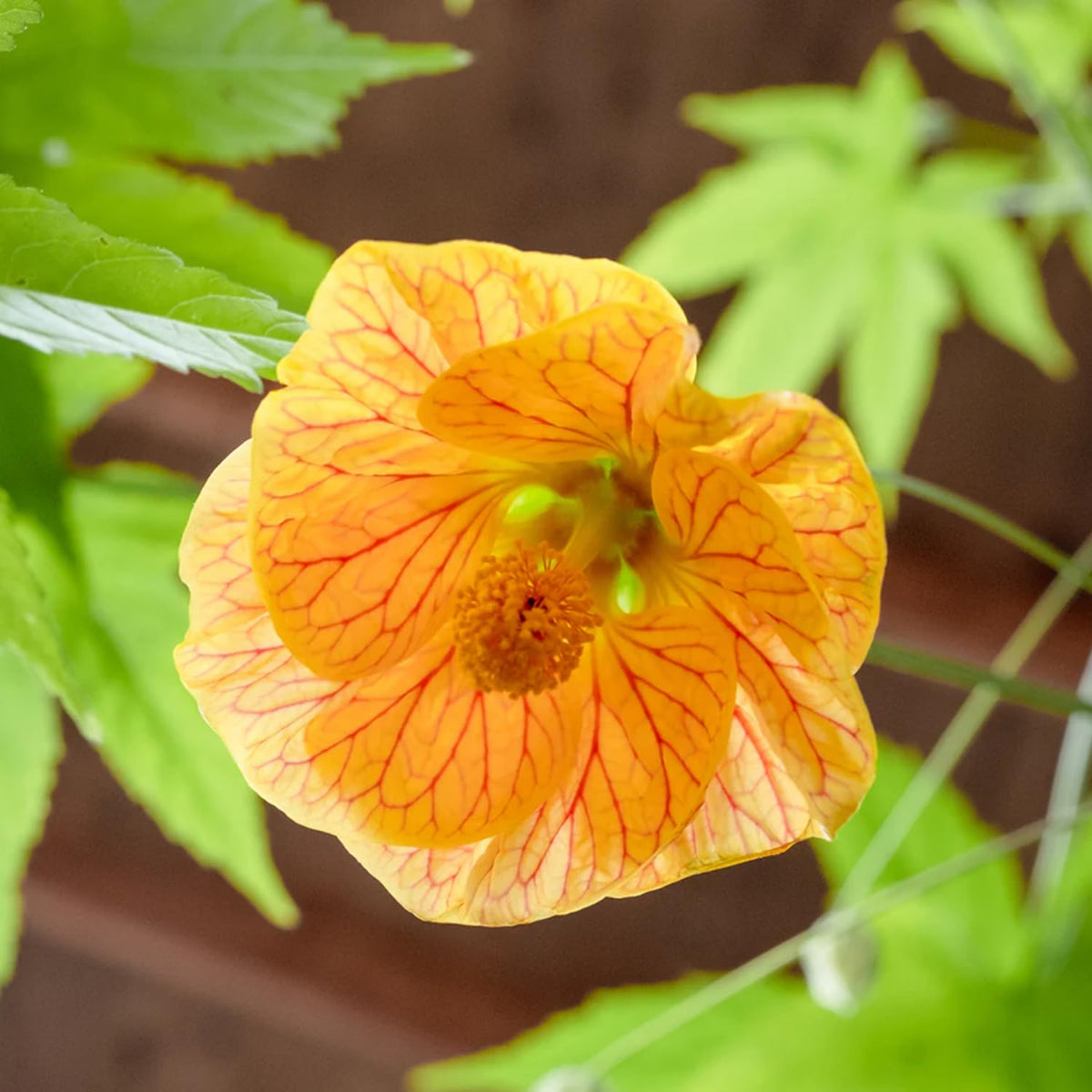 Variegated Peach Abutilon Plant Live, 5-9” Tall, Trailing Lantern Abutilon Flower Vine Home Garden