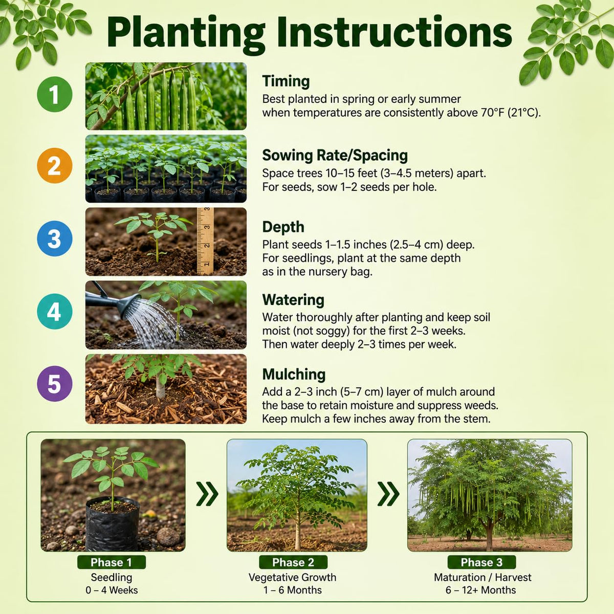 Moringa Tree Live Plant 2-3 Ft Tall in 1 Gallon Pot, Hardy Moringa Oleifera Tree, Horseradish Drumstick Plant, Outdoor Growing, No CA