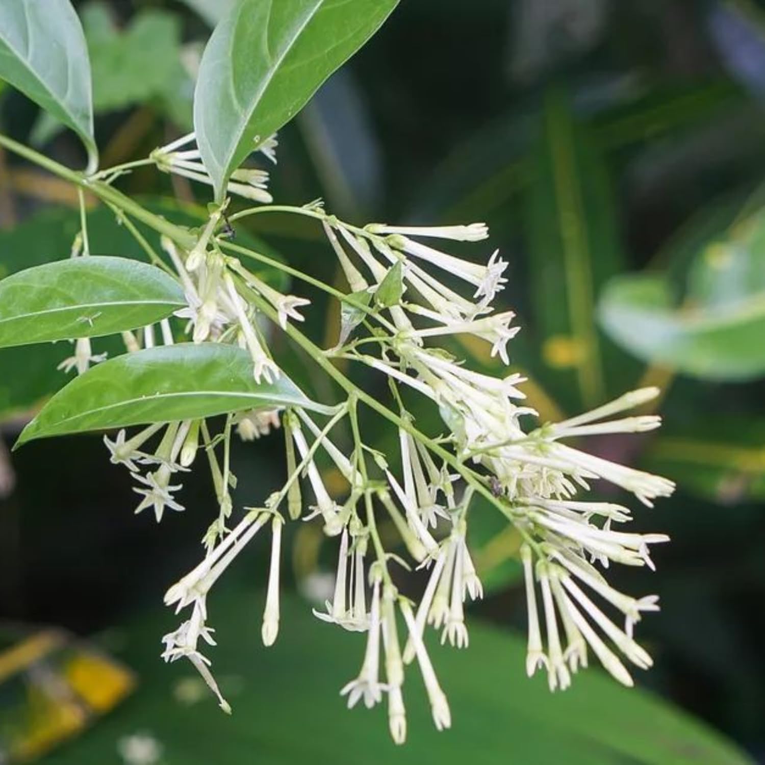 Pack 3 Live Night Blooming Jasmine Plants, Size 4-8'' Tall Well Rooted Starter Plant, Fragrant Jasmine Flowers Plant for Garden or Containers