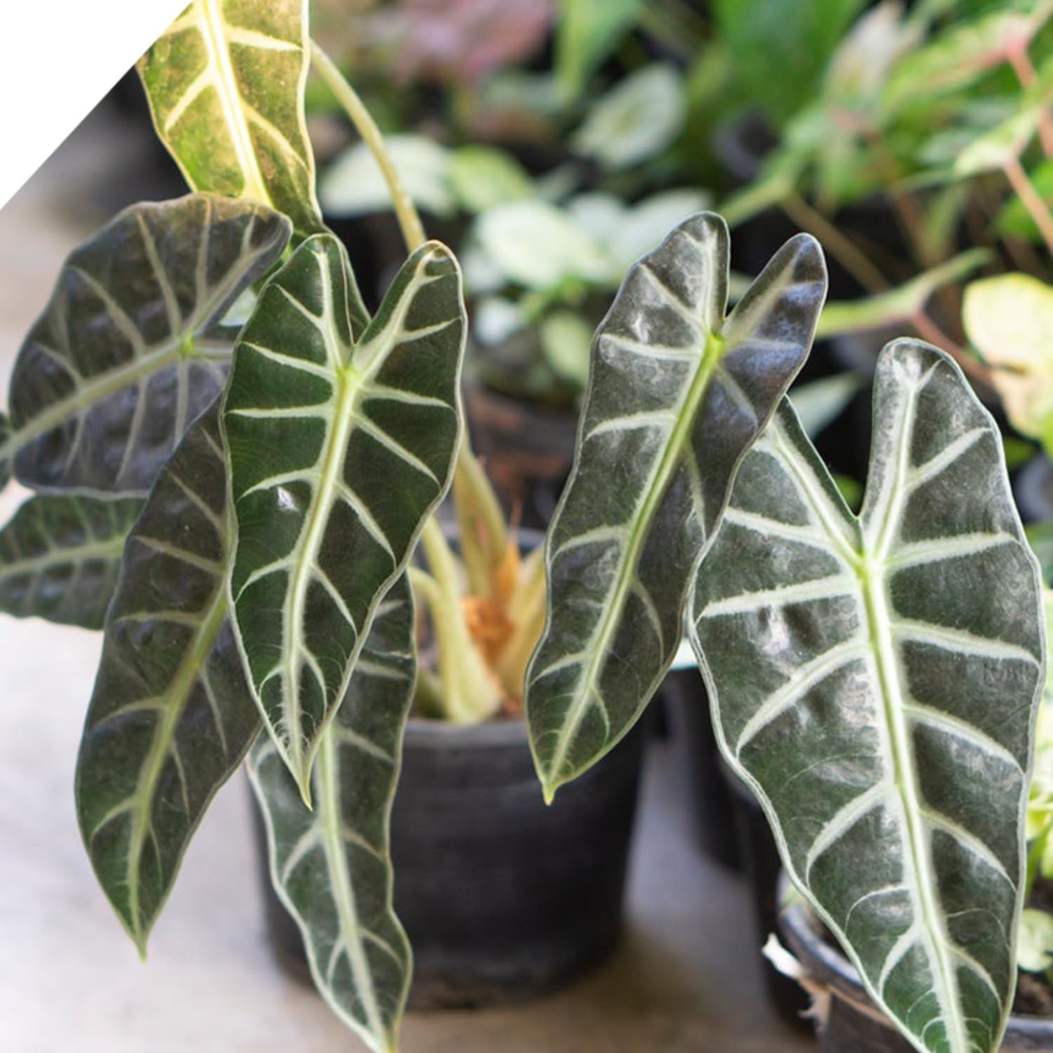 Black Green Alocasia Live Plant, Alocasia Houseplant Indoor Home Garden, Rare Alocasia Plant, No Pot