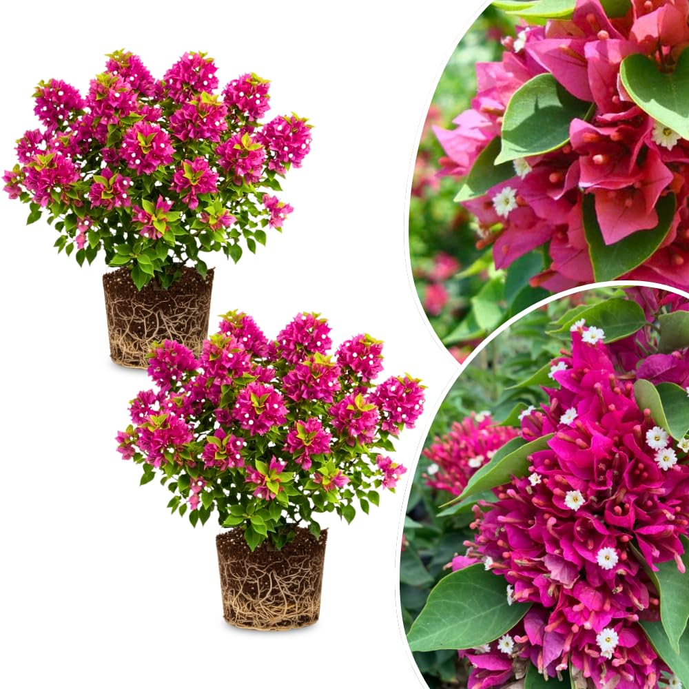 2 Bougainvillea Plants Live, Bougainvillea Flowering Vine Plant, Colorful Climbing Plants for Indoor Outdoor Garden 4-7 Inches (Deep Pink)