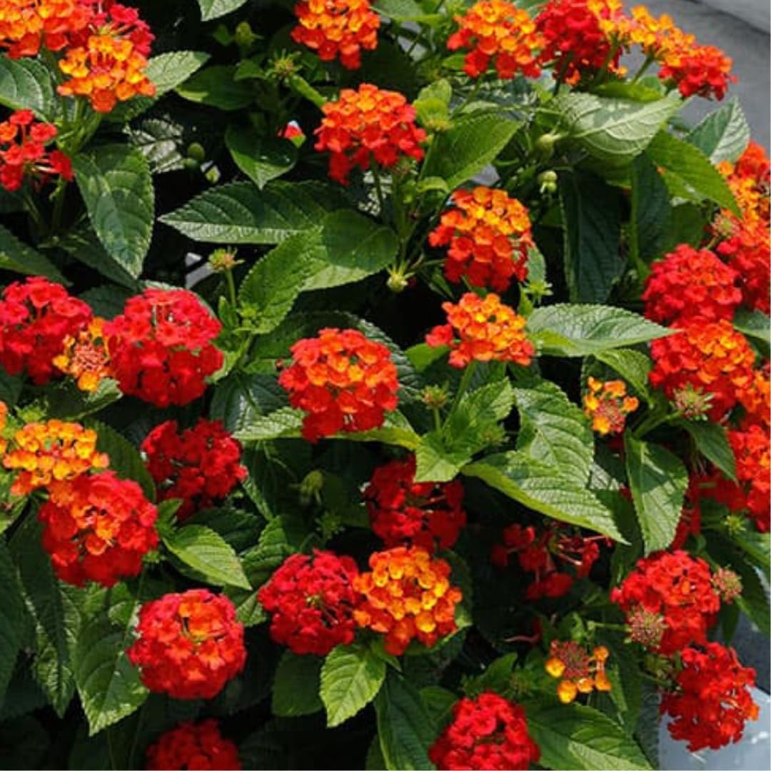 2 Red Lantana Plants Live, 5 to 7 Inches Tall, Lantana Live Plants for Planting Outdoors, Perennial Flower Plant