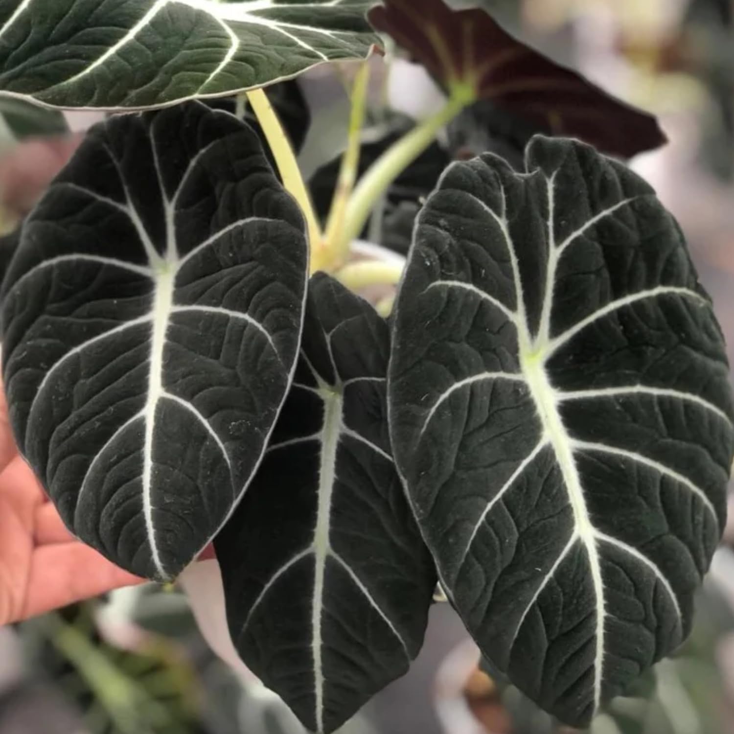 Black Velvet Alocasia Live Plant, Black Alocasia Houseplant Indoor Home Garden, Rare Alocasia Plant, No Pot