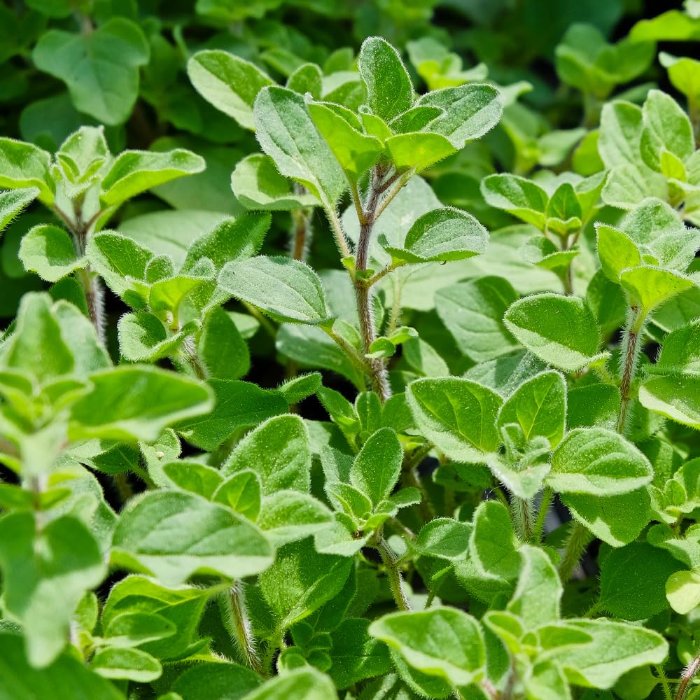 Pack 4 Greek Oregano Plants Live, 4-6 Inches Tall, Culinary Herb Plants for Planting