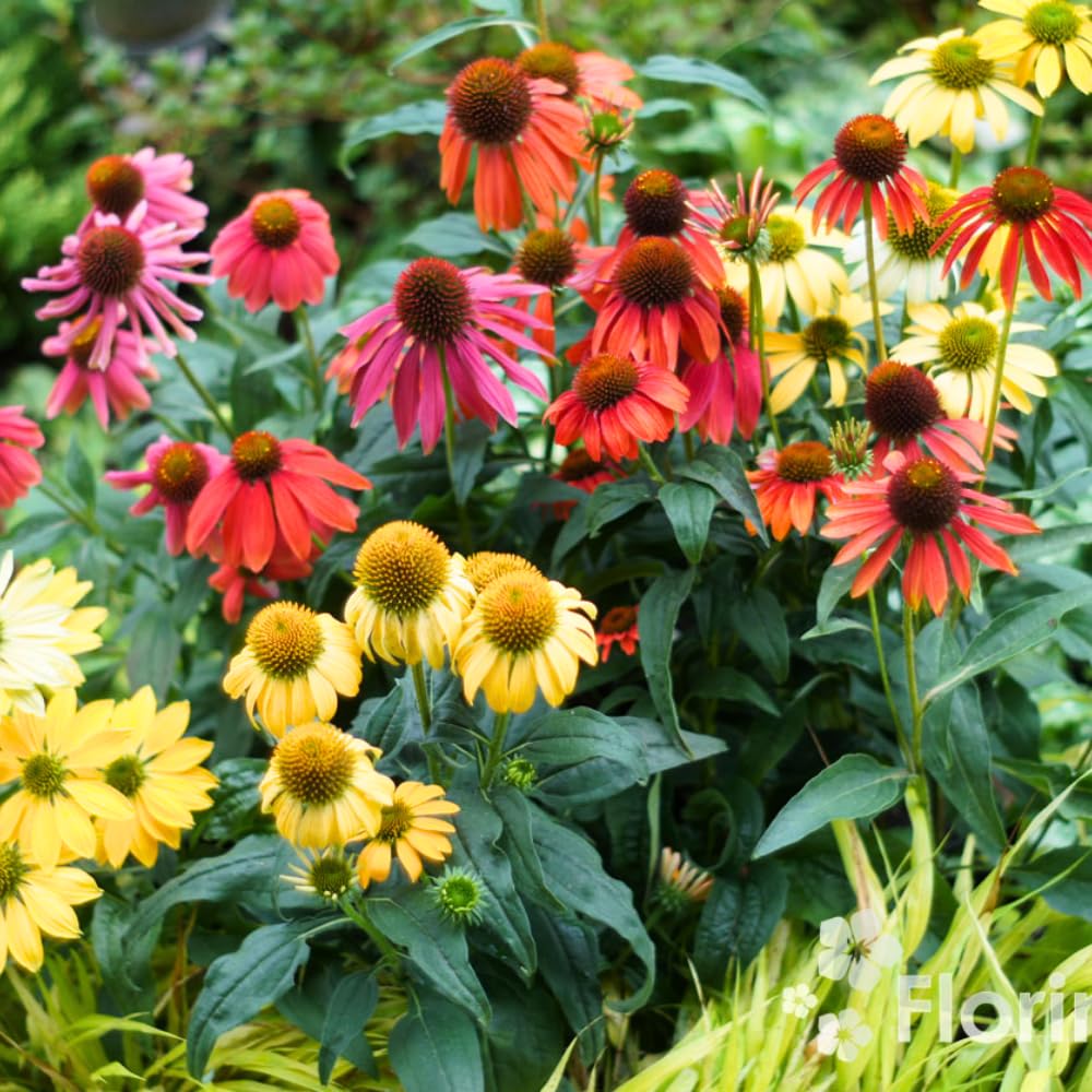 2 Coneflower Live Plant, Random Echinacea Plant Live, Coneflower Plants Live Perennial, Well Rooted Plug 3-5 Inch Tall