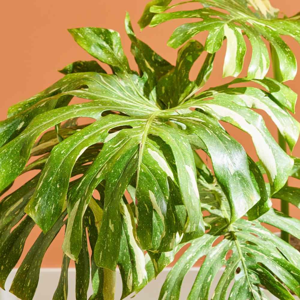 Variegated Monstera Live Plant, Rare Monstera House Plants Indoor, Well Rooted Starter Plant 4-7 Inches