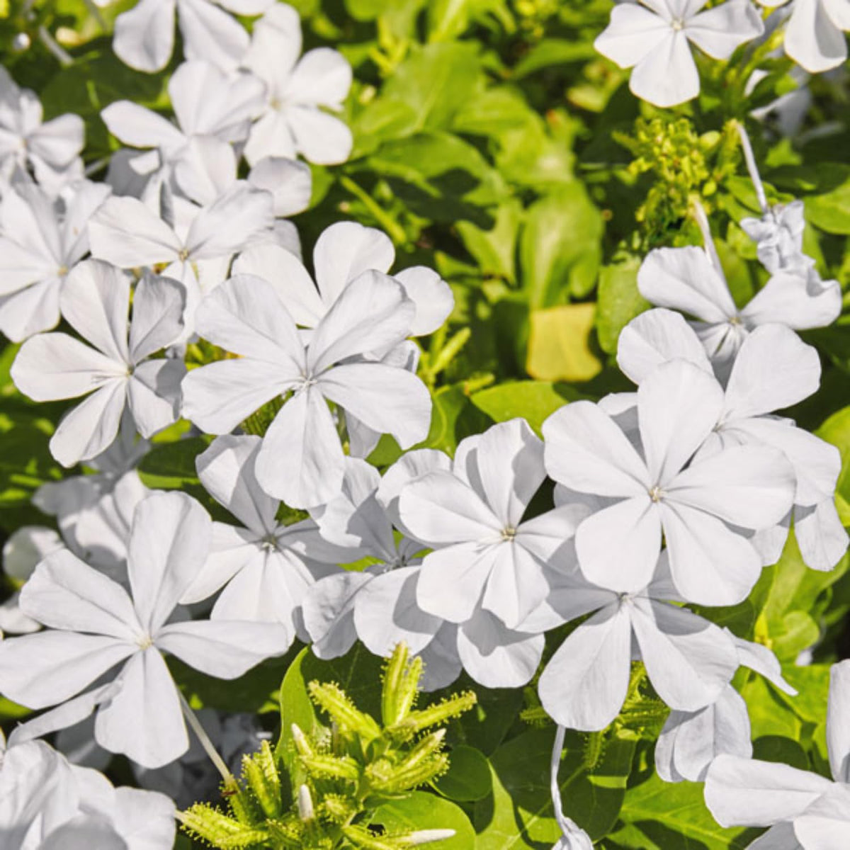 2 White Plumbago Live Plants, 4-8'' Tall White Plumbago Plant Vine Shrub for Planting, Vibrant Flowering Starter Plant for Garden or Containers, Well Rooted to Grow