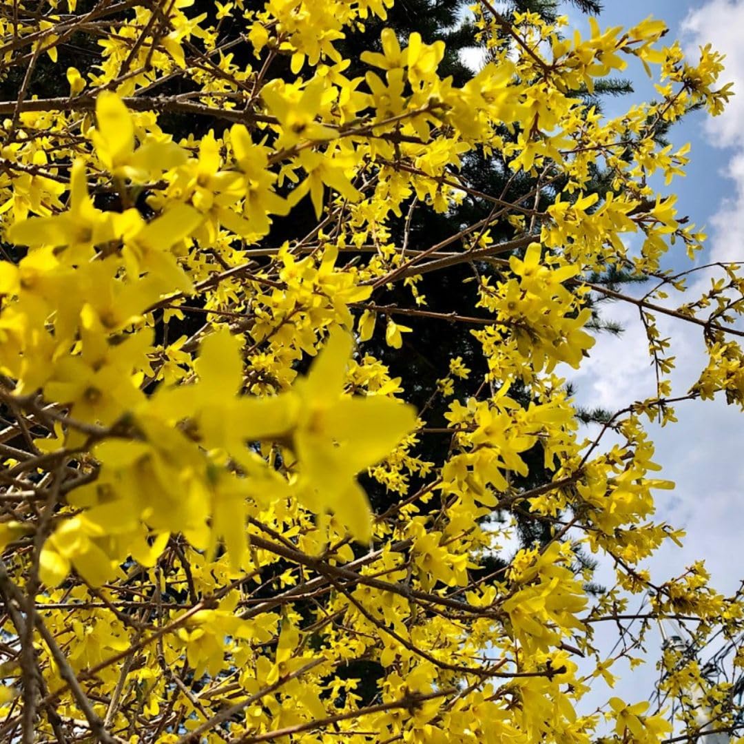 Forsythia Live Plant in Pot, 6–10 Inch Tall