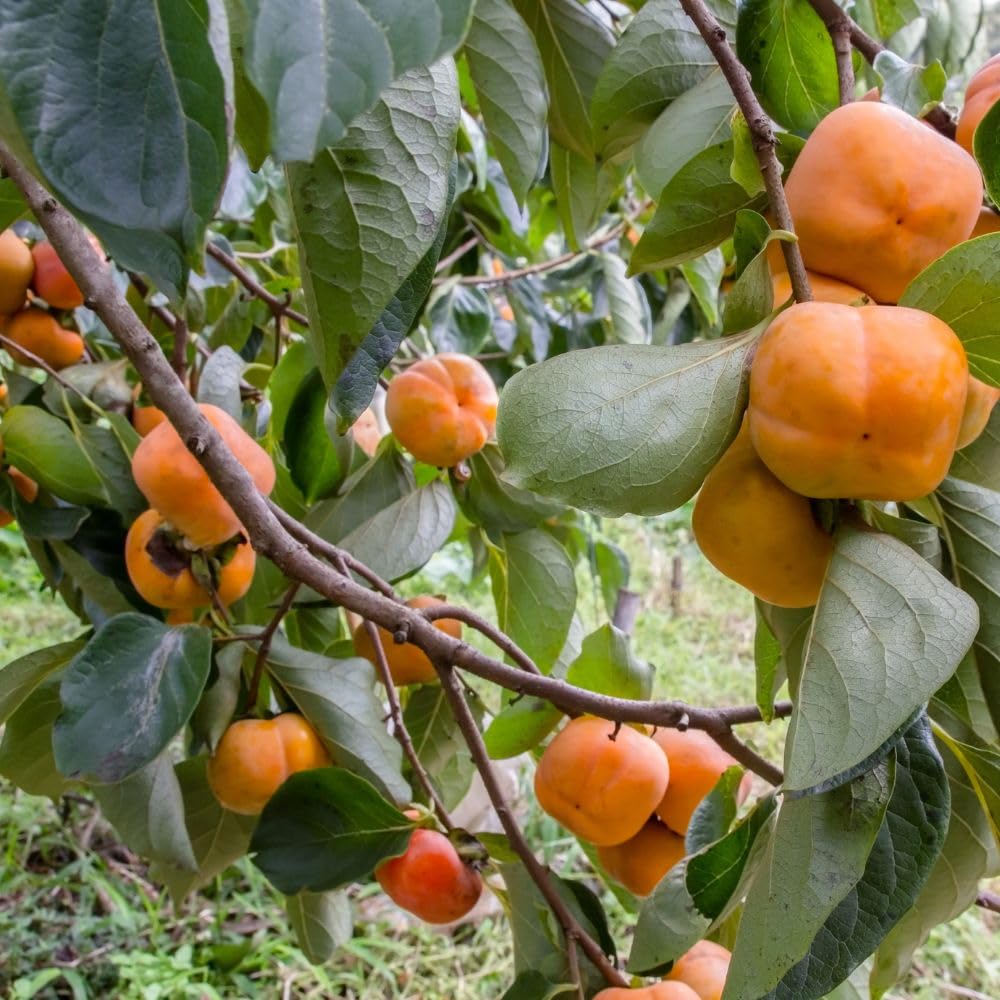 Live American Persimmon Plant Tree for Planting Outdoor, 6-10 Inches Tall, Quart Pot, Hardy Fruit Tree for Garden and Patio Growing, Potted Plants