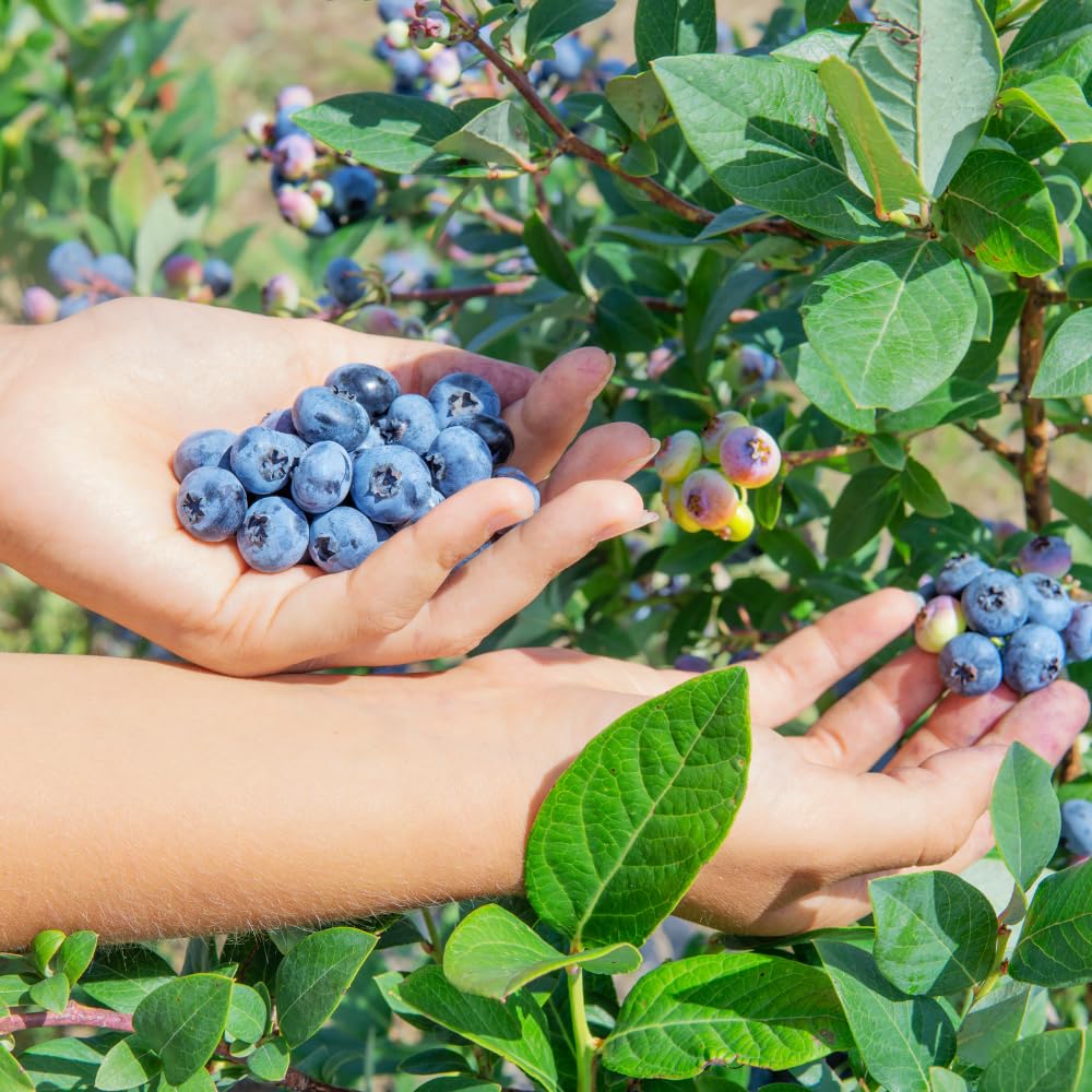 2 Blueberry Bushes Live Plant, 4-6'' Tall Well Rooted Plant, Sweet, High-Yielding, Hardy Blueberries for Garden or Containers (Sunshine Blueberry)