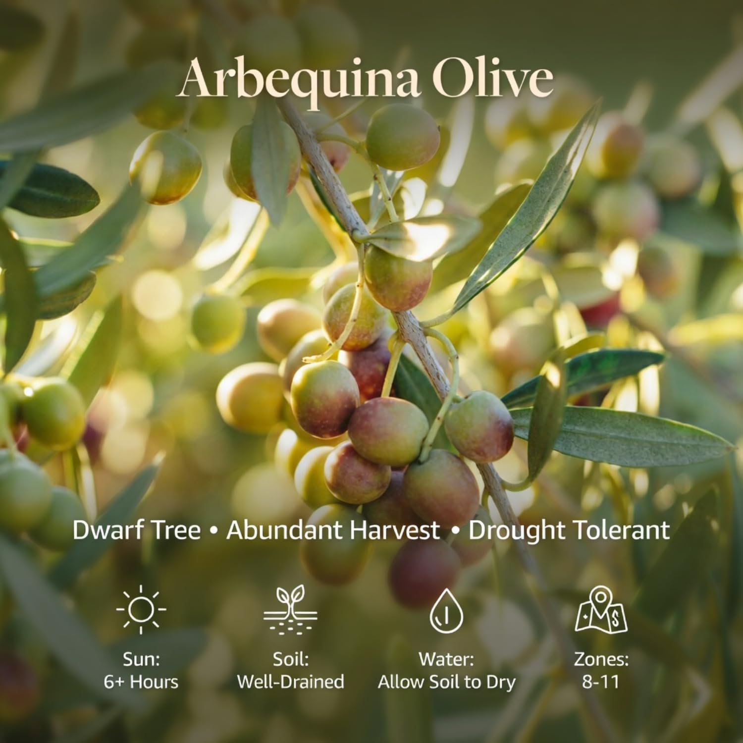 Olive Tree Live Plant 2.5-3 Feet Tall in 3 Gallon Pot, Olive Tree with Silver Green Foliage, Ready to Bear Fruits, Patio, Garden or Container Growing, No CA