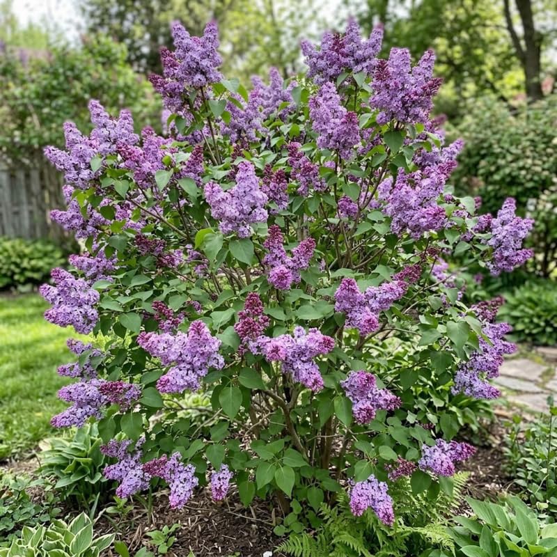 Double Purple Lilac Live Plant, Syringa Flowering Shrub, 14"+ Tall