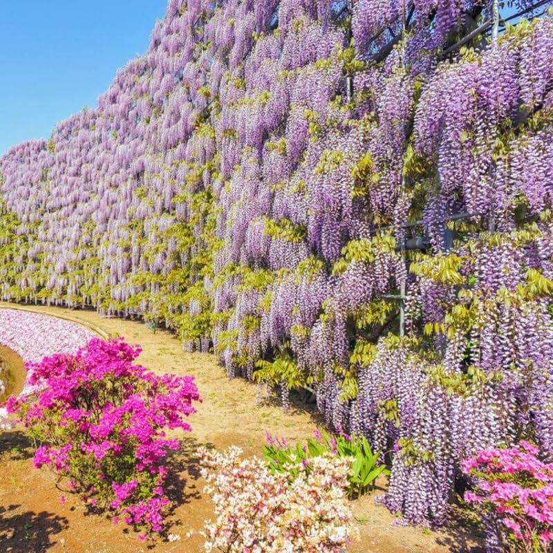 Wisteria Live Plant Seedling Tree in Pot, Dormant, Well-Rooted, 6-12" in Tall, Cold Hardy, Purple Blue Wistera