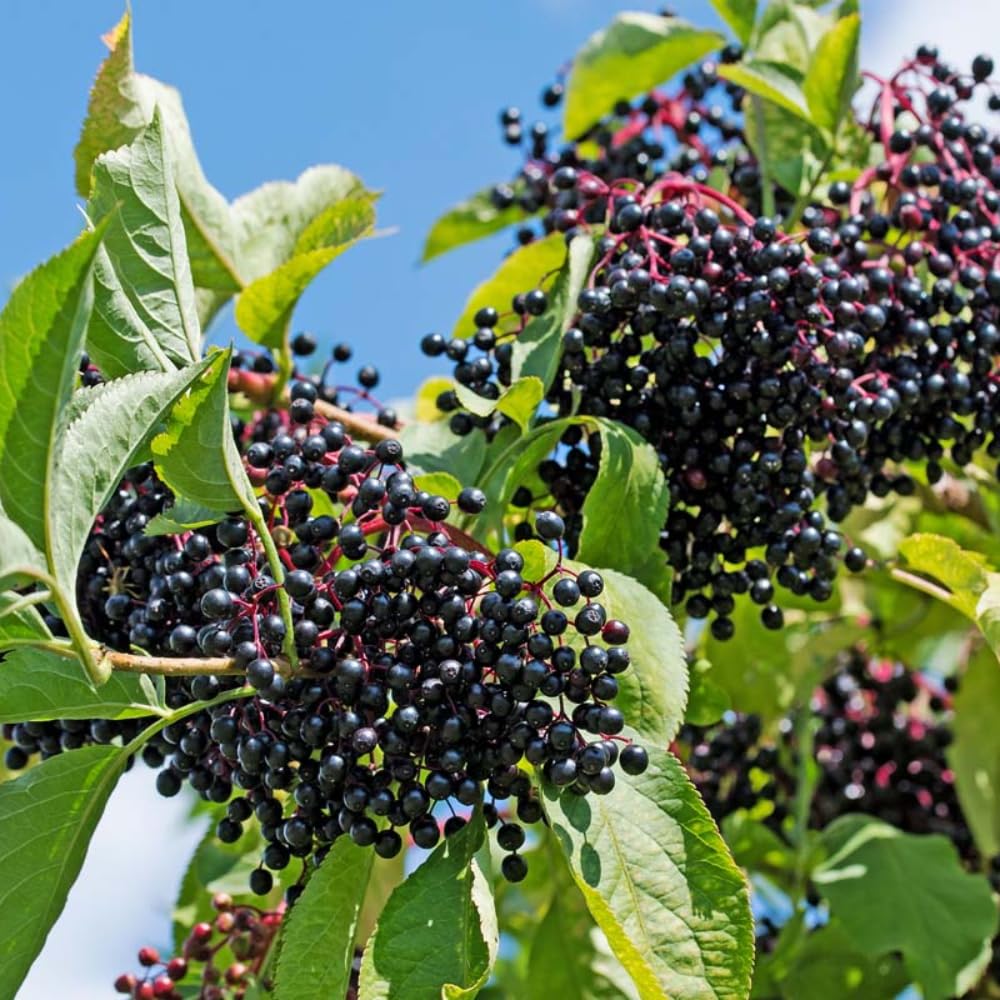 Set of 4 Elderberry Rooted Cuttings, 8-12 Inch Tall Live Elderberry Plants, Hardy Fruit Shrubs for Outdoor Garden Planting