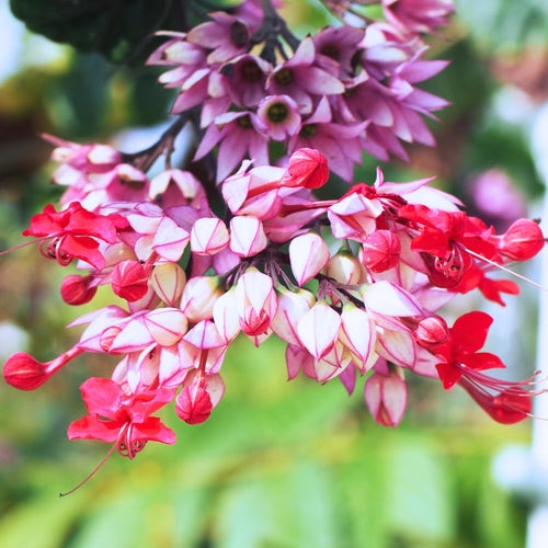 2 Red Bleeding Heart Plants Live, Clerodendrum Perennial Shade Flower Plants, 4-6 Inch Tall Well-Rooted