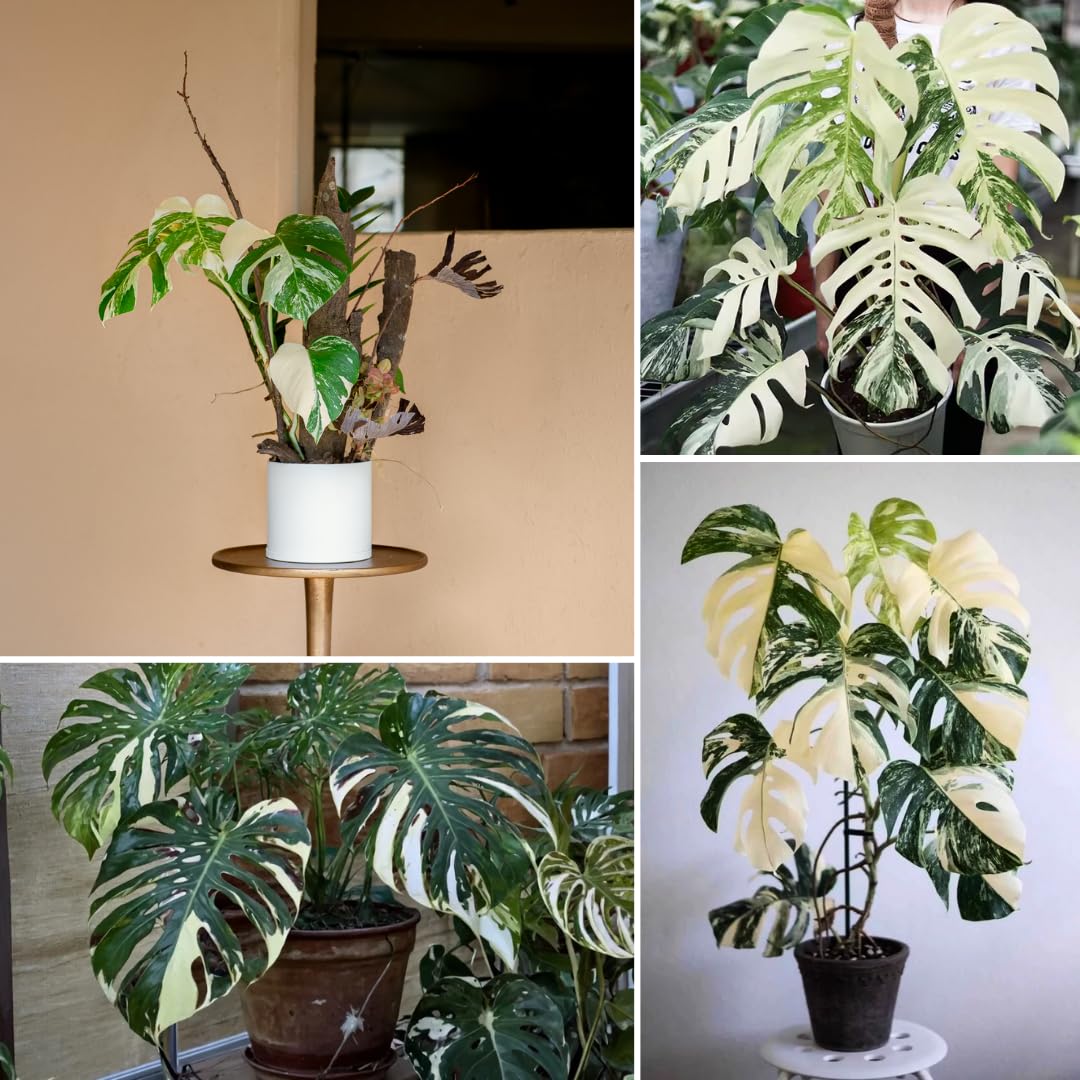 Monstera Live Plant, Variegated Monstera Plant, House Plant Live, from 4 to 6 Inches Tall