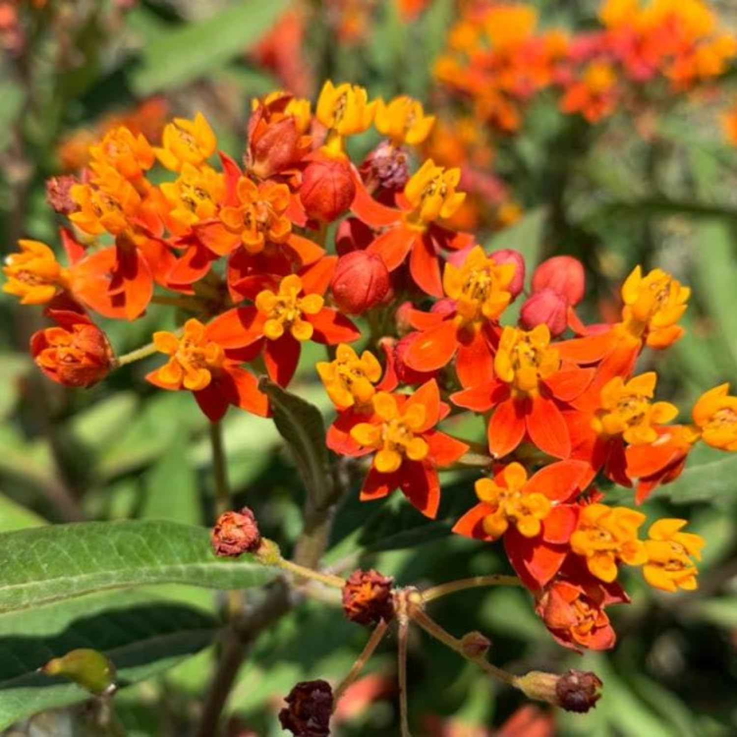 Set 4 Butterfly Milkweed Plants Live, Milkweed Live Plants, 5-8" Height, Ornamental Asclepias Tuberosa Perennial Flowers (Red Milkweed)