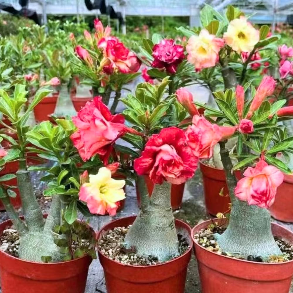 Pack 2 Mixed Desert Rose Plants Live, Adenium Obesum Succulent Live Plant (4–8” Tall), Indoor Outdoor Home Garden