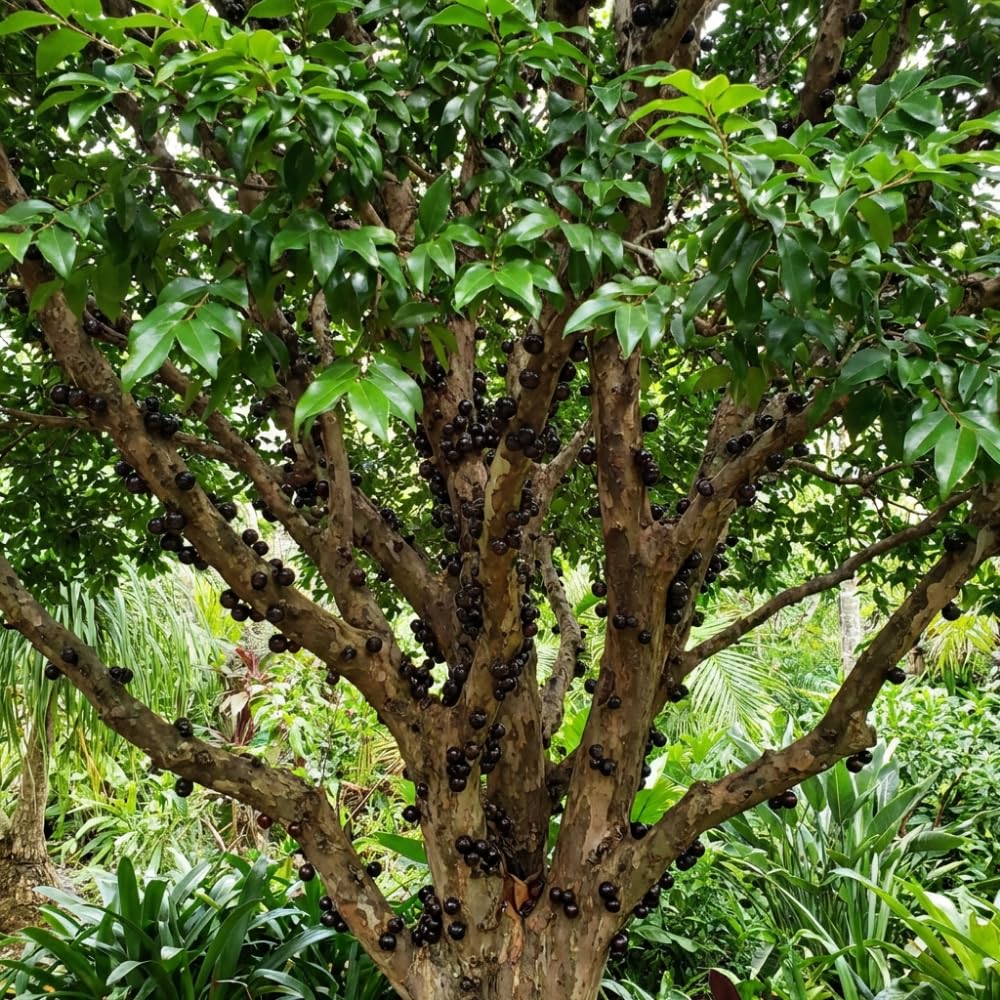 Jaboticaba Tree Live Plant, Jaboticaba Fruit Tree, Well Rooted, 2-3 Feet Tall, Black Grape Fruits for Edible Garden and Container