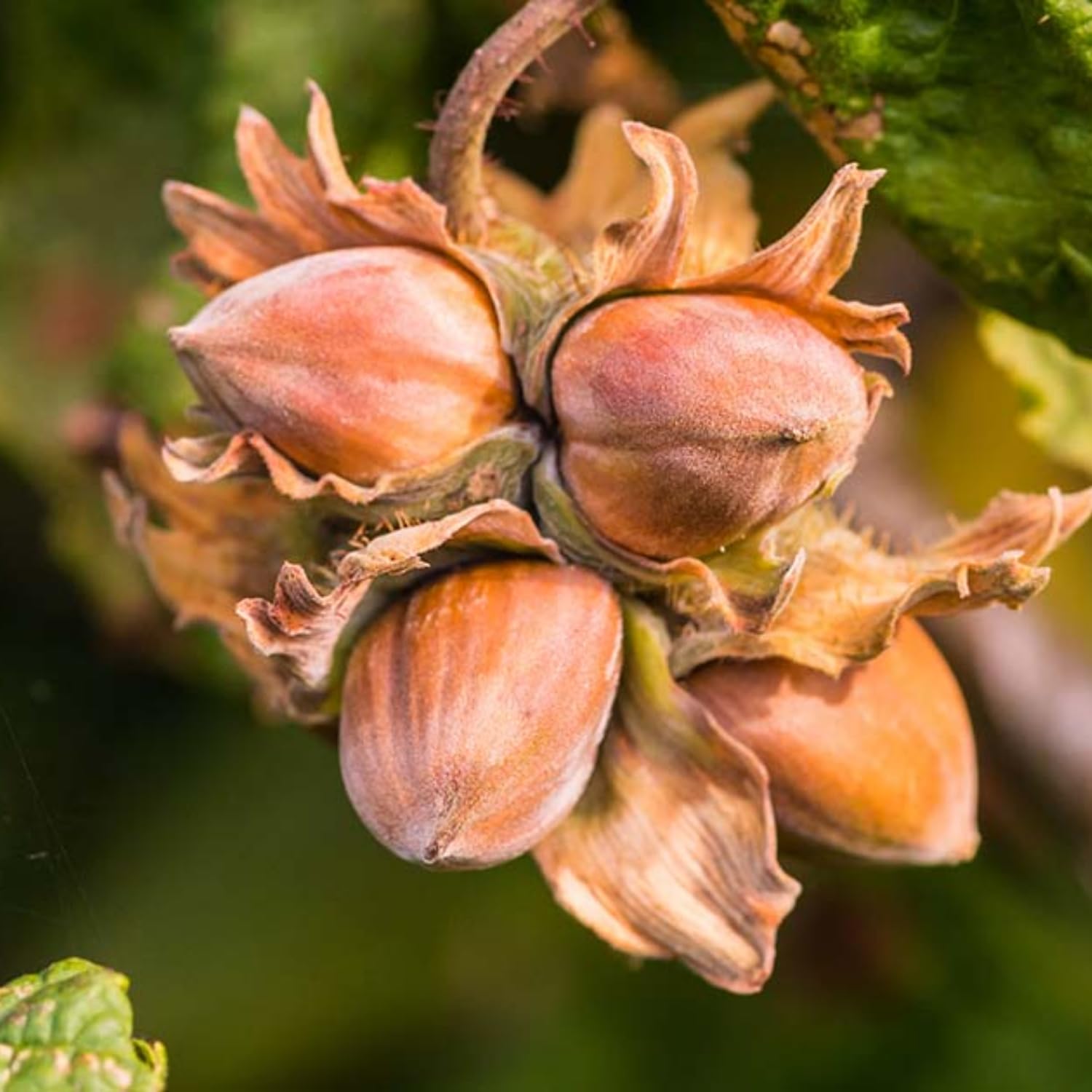 Hazelnut Tree Plant Live, 1-2 Feet Tall Fully Rooted, Fast-Growing Nut Tree, Edible Cold Hardy Fruit Trees, Winter Dormant
