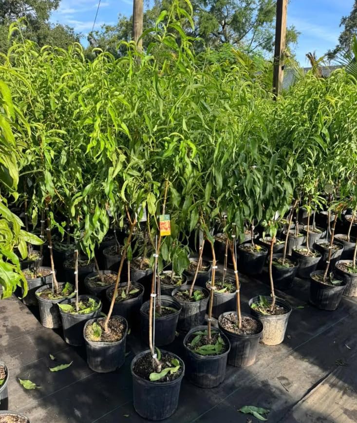 Hardy Donut Peach Tree in 3 Gallon Pot, 2 Years Old Sweet Peach Tree Grafted, Ready to Bear Fruits, 3-4 Ft Tall, No Ship to CA