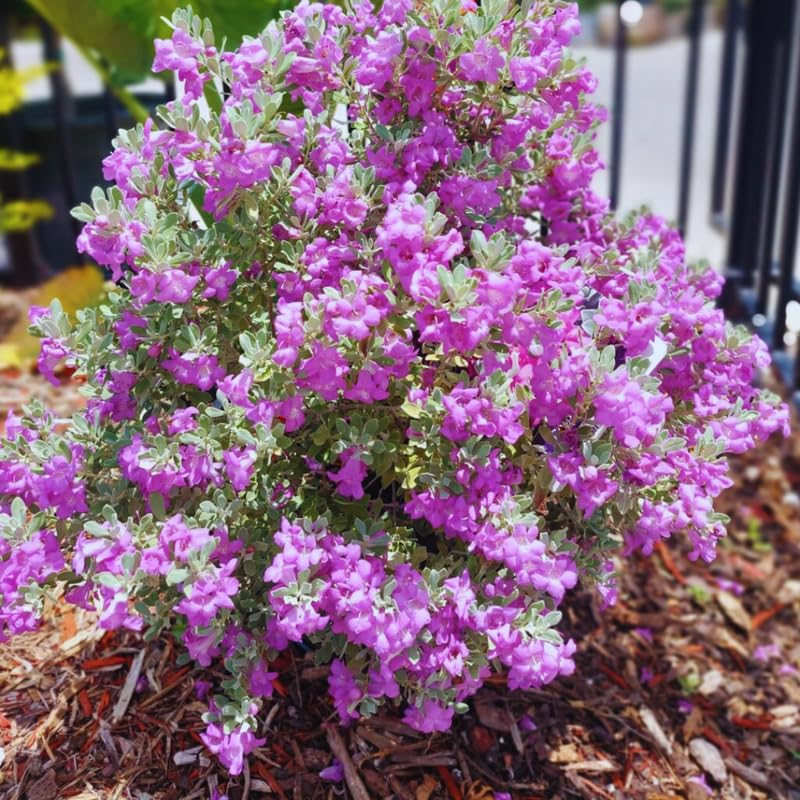 Sets 4 Dwarf Texas Salvia Sage Plants Live for Spring Planting, Size 4-6" in Tall, Fast-Growing and Quick Flower, Perennial Fragrant Shrubs Bush