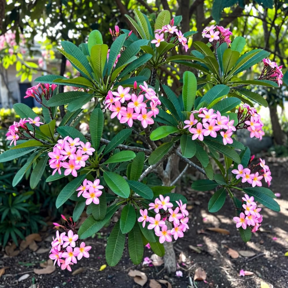 2 Pcs Hot Pink Plumeria Plant Cuttings, from 10 to 12 Inches Long, Fragrant Flowers for Long Lasting Bloom, Tropical Fragrant Tree