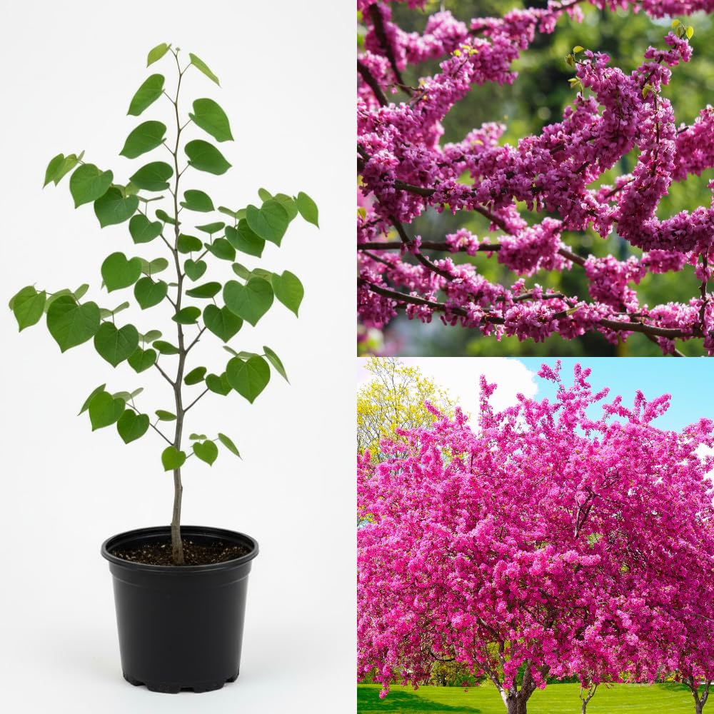 Red Bud Trees Live Plants, Redbud Plant Live, Pink Blooms, 1-2 Feet Tall, Redbud Tree for Outdoor Planting
