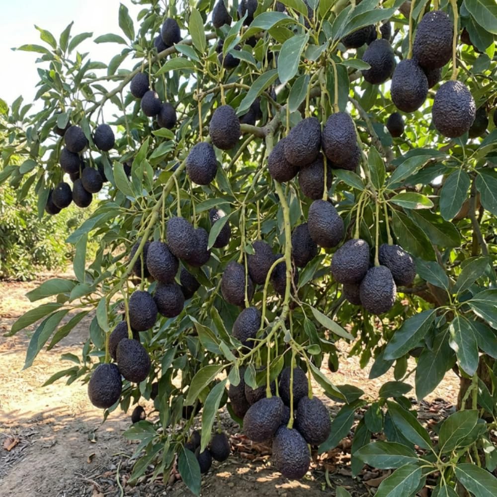 HASS Avocado Live Plant, Cold Hardy Avocado Tree 1-2 Feet in 3 Gallon Pot, Tropical Fruit for Outdoor Growing, No Ship to CA