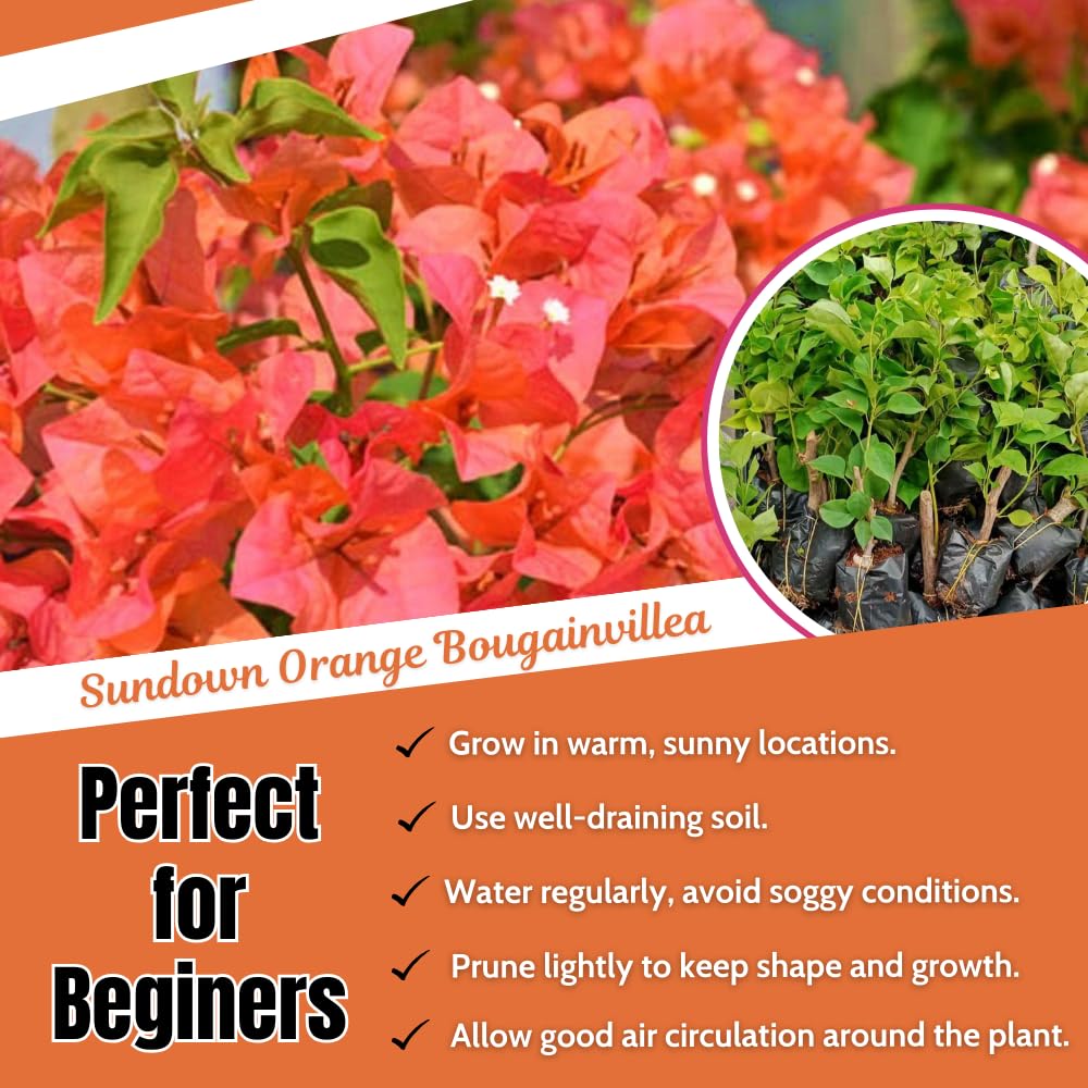 2 Bougainvillea Plants Live, Bougainvillea Flower Vine Plant, Indoor Outdoor Garden 4-7 Inches (Bright Orange)