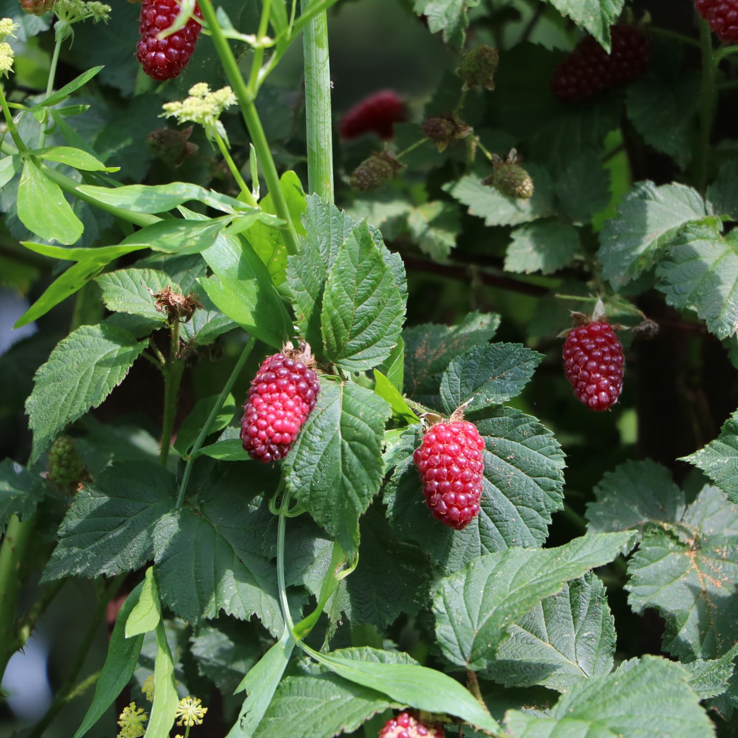 Sweet Boysenberry Bush Live, 2-Pack Boysenberry Fruit Seedlings, Boysenberries Plant Live at Home