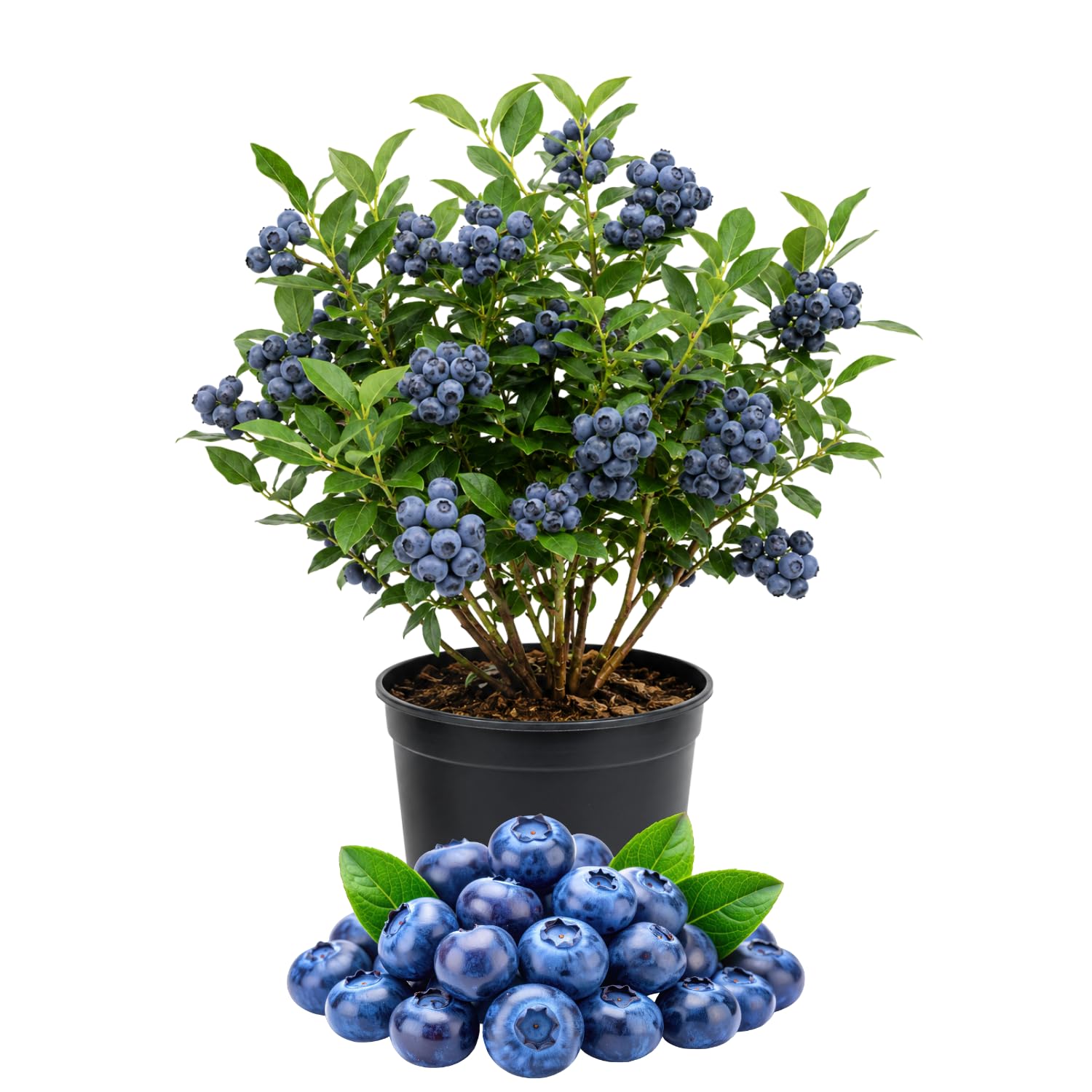 Blueberry Plant Live 1-2 Ft Tall, Fruit Bearing Already, Sweet Blueberries Fruit Tree for Garden, Patio, and Container Growing, 1 Gallon Pot (Prince Blueberry)