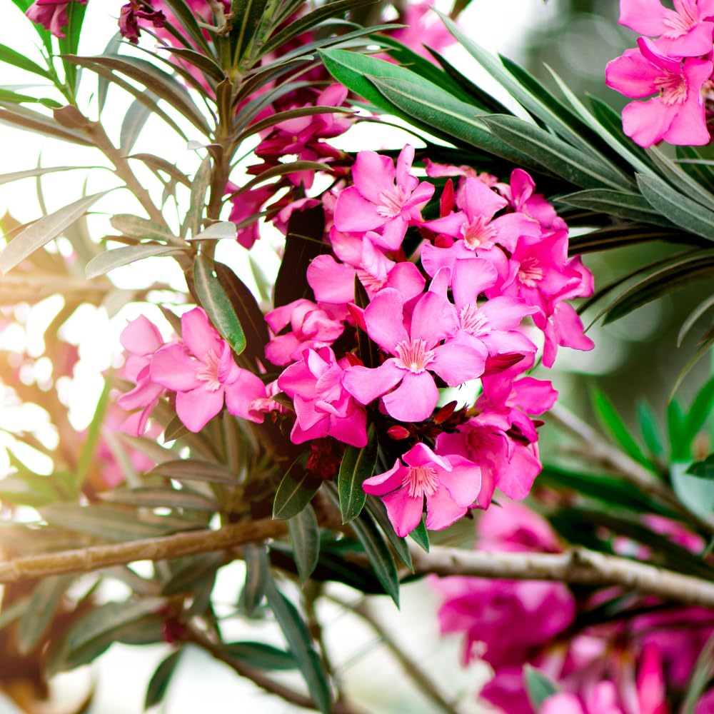 Pack 2 Pink Oleander Plants, 4-6 Inch Tall, Oleander Flower for Planting Outdoor