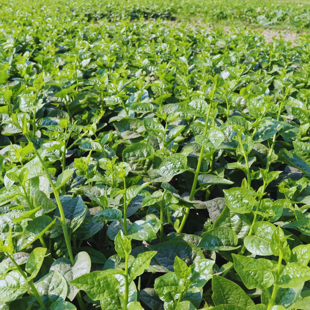 2 Green Malabar Spinach Live Plants, Vegetable Plant, Malabar Spinach Plant Live, 4 to 7 Inc Long