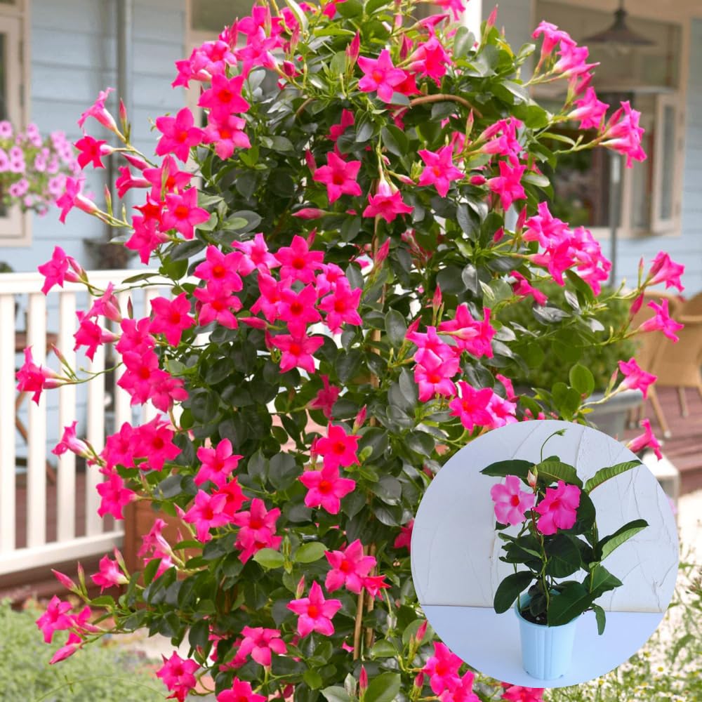 Pink Mandevilla Plants Live, 2 Plant, Mandevilla Vine Plant Growing Indoor and Outdoor from 4 to 6 Inc Tall
