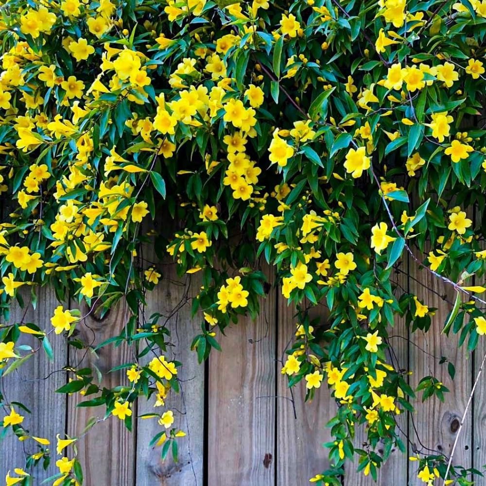 Set of Mandevilla Plants, Mandevilla Vine Seedlings, Spring Flowering Vines, 4-7 Inches Tall for Indoor or Outdoor Planting (Yellow Mandevilla)