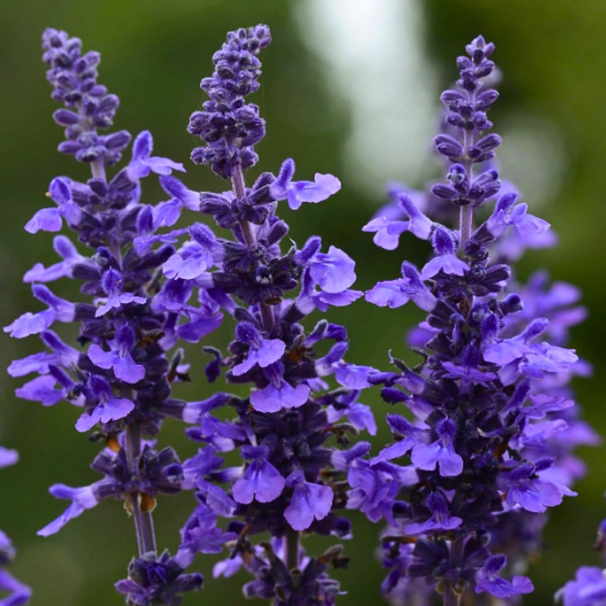 Set 3 Salvia Plants Live, Well Rooted 4-6 Inches, Vibrant, Fragrant Flowering Shrubs for Garden or Containers (Dark Purple)