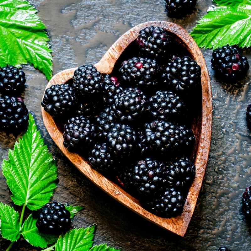 Pack 2 BlackBerry Plants Live, 4-8 Inch Tall, Random Blackberries Fully Rooted High Yield Berry Plants for Outdoor Planting