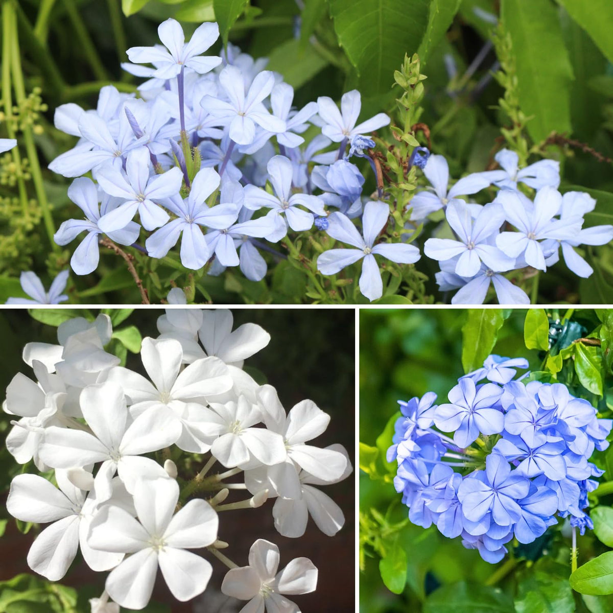 Set 4 Plumbago Plants 4–6'' Tall, Vibrant Flowering Shrubs for Garden or Containers, Well Rooted, Ready to Grow (Mix)