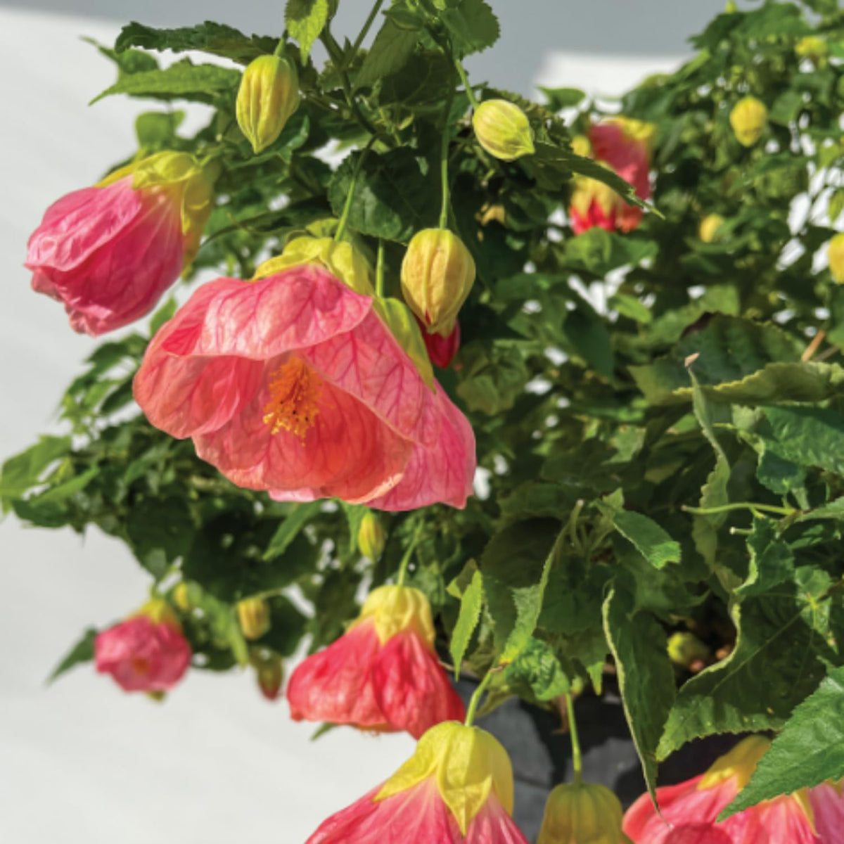 Pink Abutilon Plant Live, 5-9” Tall, Trailing Lantern Abutilon Flower Vine Home Garden