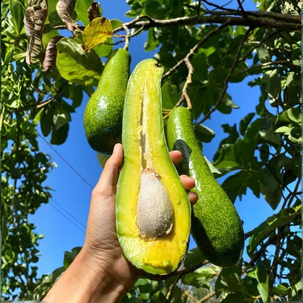 Avocado Tree Live Plant, Long Avocado Plants Live in 3 Gallon Pot, Creamy Avocado Trees Live Plants Bearing Fruit Tree for Edible Gardening