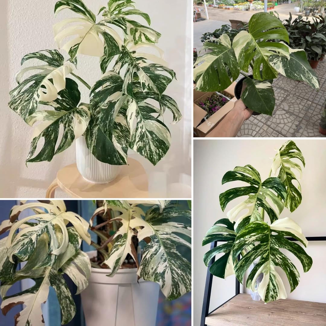 Variegated Monstera Plant Live, Monstera Live Plant from 4 to 6 Inches Tall, House Plant Live Garden