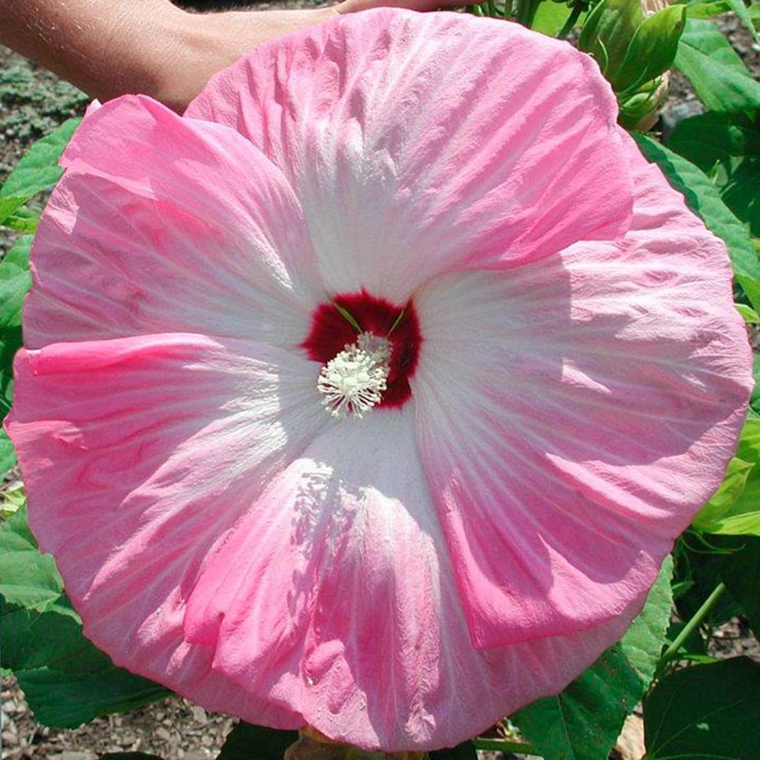 2 Hibiscus Trees Live Plants, 5-8” Tall Hardy Plants Live, Perennial Flowers (Pink Hibiscus)