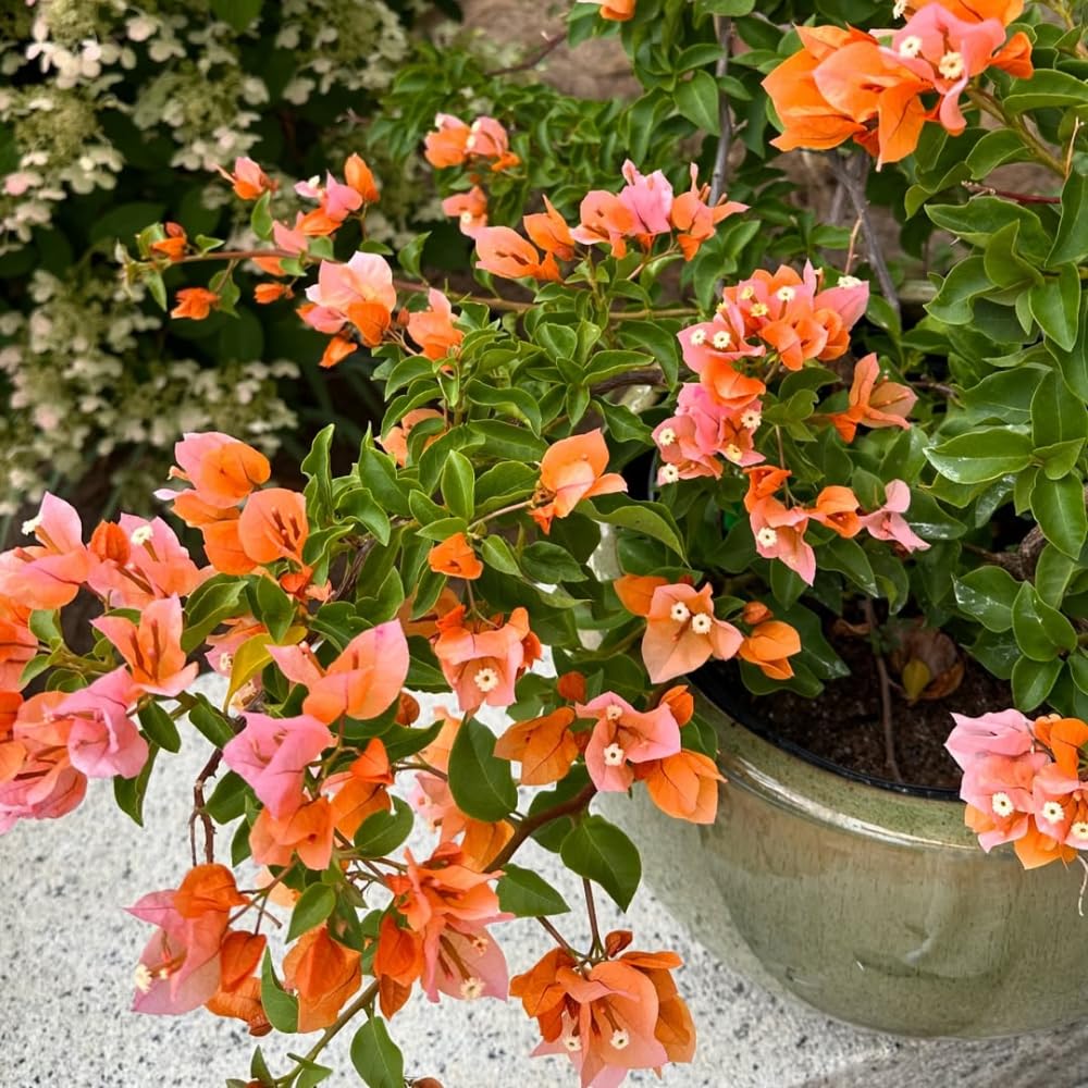 Set of 2 Bougainvillea Plants, Tropical Flowering Bougainvillea, Colorful Perennial Blooms, 5-8 Inches Tall for Indoor or Outdoor Planting (Orange Bougainvillea)